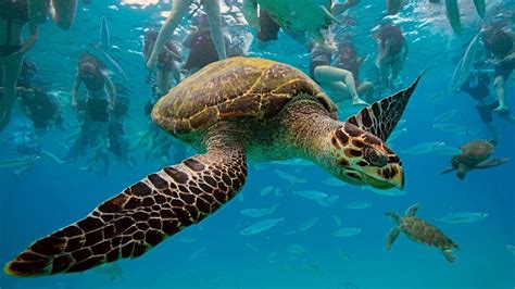 underwater animals inspiration