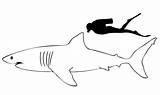 Squalo Shark Bianco Requin Colorare Disegni Primanyc sketch template