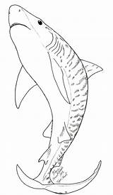 Shark Coloring Pages Printable Tiger Drawing Mako Sharks Octopus Baby Print Kids Hai Hammerhead Color Fish Facts Draw Tattoos Easy sketch template