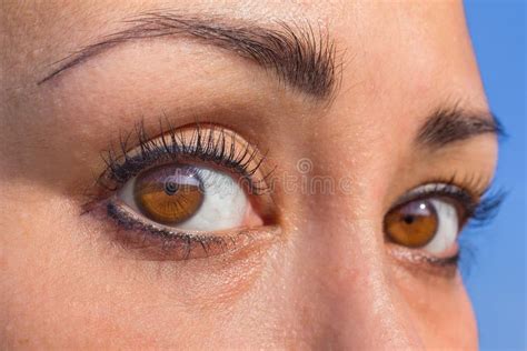 Close Up Two Almond Colored Eyes In Female Face Stock Image Image Of