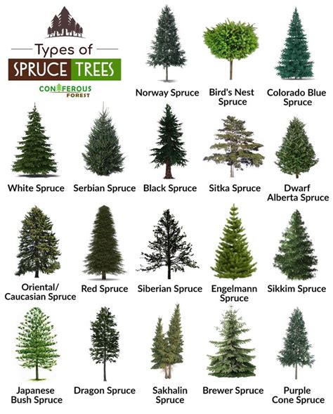spruce tree   types  pictures