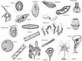 Protista Monera Reinos Organismos Seres Vivos Fungi Protoctista Protistas Algas Biologia Protists Actividades Resultado Atividades Nombre Timetoast sketch template