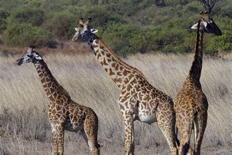 une petition pour  la girafe soit placee sur la liste des especes menacees