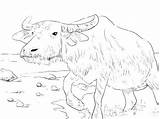 Coloring Ox Buffalo Pages Bills Water Getcolorings Color Getdrawings sketch template