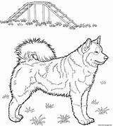Husky Coloring Pages Printable Dog Huskies Alaskan Da Print Kids Colouring Color Puppy Supercoloring Dogs Siberian Cute Colorare Standing Choose sketch template