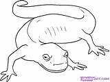Salamander Coloring Pages Color Draw Cute Reptiles Marbled Animals Printable Step Drawing Google Spotted Amphibians Animal Salamanders Clip Print Back sketch template