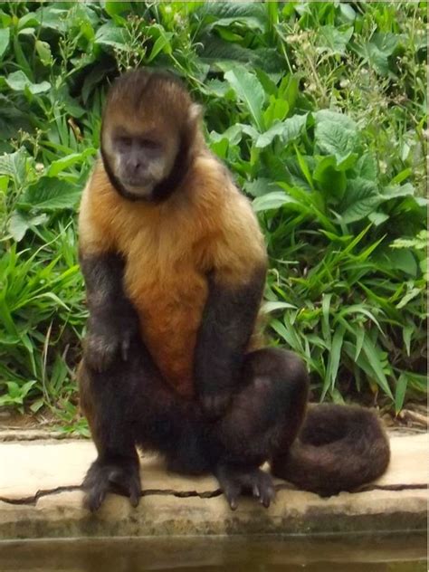 tradicoes populares das vertentes  macaco violeiro