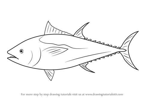 draw  atlantic bluefin tuna drawingtutorialscom