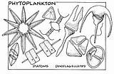 Plankton Phytoplankton Coloring Zooplankton Pages Color Science Kids Marine Ozone Sheets Depletion Ocean Race Great Plant Drawings Chain Food Life sketch template