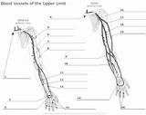 Veins Arteries Venous Worksheeto Vessels sketch template