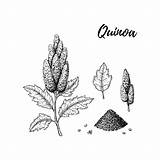 Quinoa Vecteezy sketch template