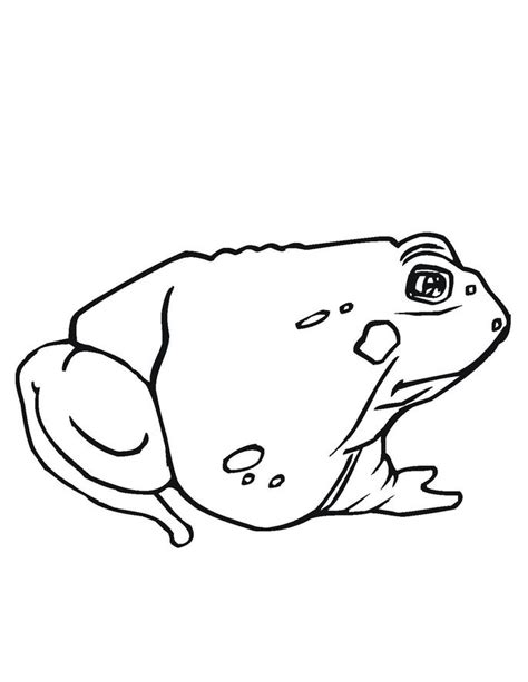 printable toad coloring pages  kids coloring pages  kids shape coloring pages