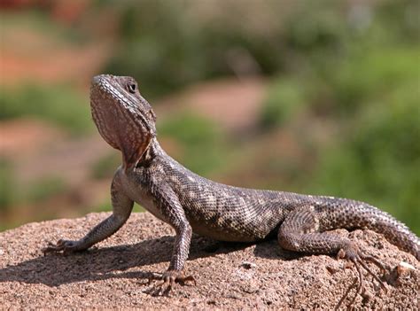 bone chilling facts   agama lizard animal sake