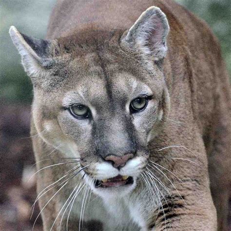this isn t the end of the eastern cougar outside online