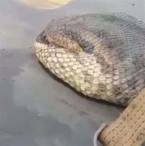 video aterrorizante mostra   seria  maior cobra ja vista  mundo