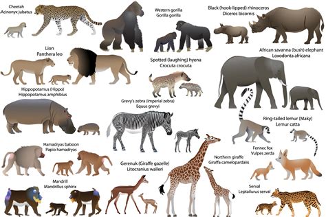 animal species  africa  cubs