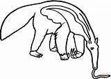 Oso Hormiguero Anteater Rainforest Animals Formichiere Colorare Comiendo Tamandua Bandeira Colorir Pangolin Mangia Clipartmag sketch template