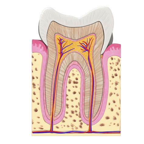 anatomy   tooth delta dental   jersey blog