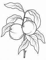Peaches Melocotonero Pesco Rama Frutta sketch template