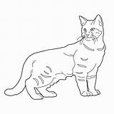 Cat Coloring Pages Cats Adults Teens Ragdoll Colouring Tabby Drawing Favorite Coloringpagesforadult Getdrawings Choose Board sketch template