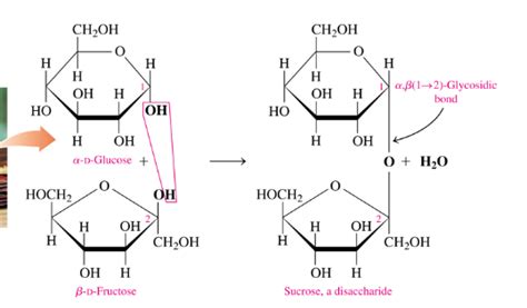 Solved How Do You Know Which Glycosidic Bond To Use Alph