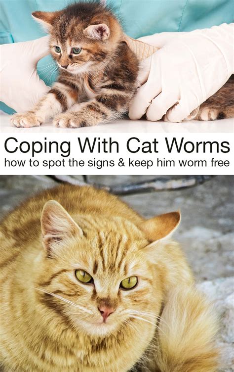 Cat Worms Symptoms And Deworming Information For Cats And