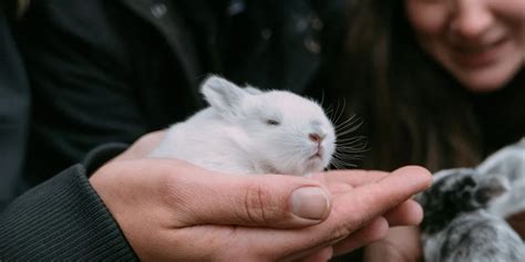 hoe noem je een baby konijn zeer verrassende benaming