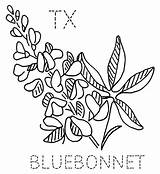 Texas Coloring Bluebonnets 47kb 640px Drawings sketch template