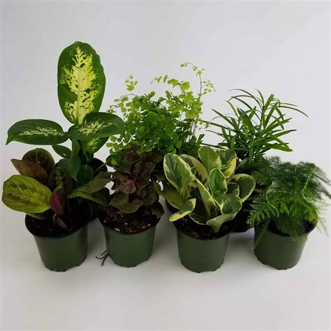 assorted tropical green plants  pot wholesale bulk flowers