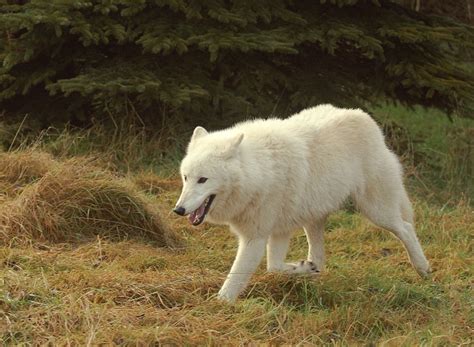 arctic wolf wikipedia