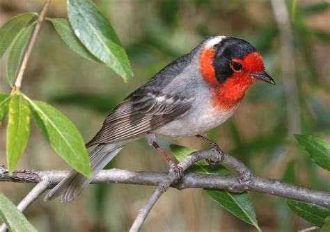 Red Faced Warbler Audubon Field Guide