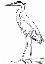Coloring Heron Blue Great Pages Drawing Printable sketch template