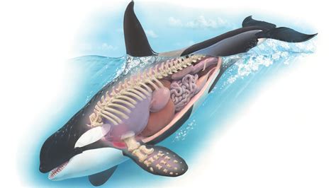 orcas facts  killer whales voice  world