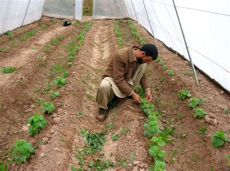 picture greenhouses afghanistanistan farmer production fruits
