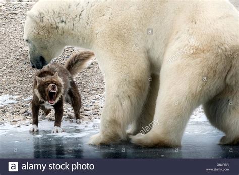 aggressive bear high resolution stock photography  images alamy
