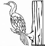 Cormorant Coloring Pages Online Pied Little Bird Color Animals sketch template