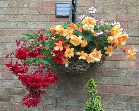 Top 5 Plants For Hanging Baskets Radway Bridge Garden Centre