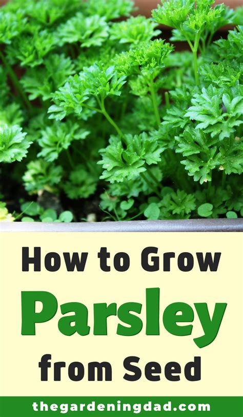 quick tips   grow parsley  gardening dad growing parsley