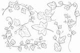 Ivy Illustrations Vector Drawing Flower Line Thehungryjpeg Drawings Cart Shareasale Choose Board Simple Tattoo sketch template