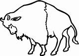 Coloring Buffalo Bison American Realistic Printable Supercoloring Categories sketch template