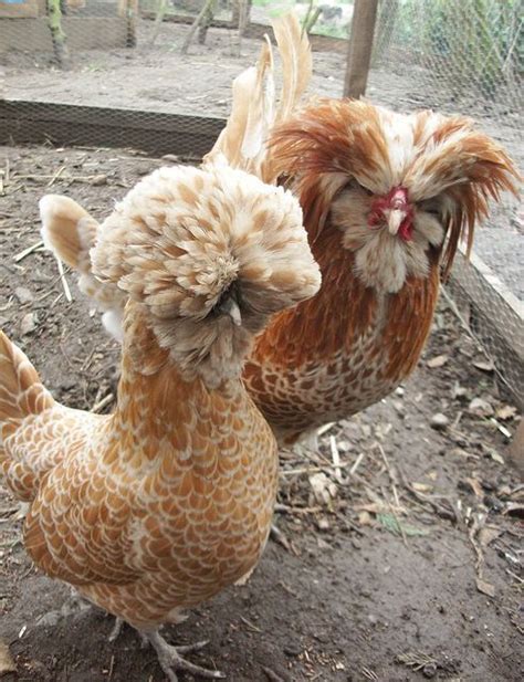 Two Buff Laced Polish Chicken Polish Chickens Breed Fancy Chickens