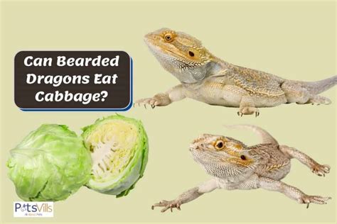 bearded dragons eat cabbage benefits risks