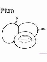 Plum Plums Peaches Belong Apricots Rosaceae sketch template