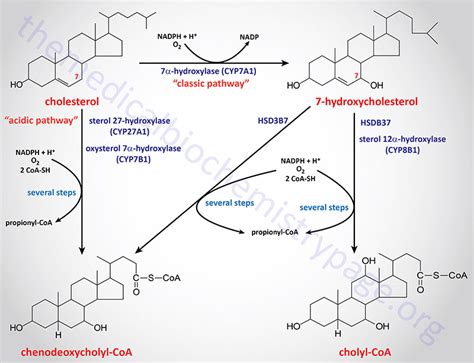 bile acid synthesis metabolism  biological functions  medical biochemistry page