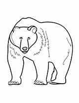 Colorat Urs Desene Planse Ursi Animale Imagini Desenat Salbatice Educative sketch template