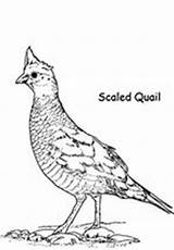 Quail Pages Preschool Coloring Printable Animals Color Worksheets Kids sketch template