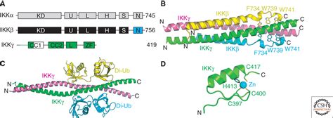 structural guide  proteins   nf kb signaling module