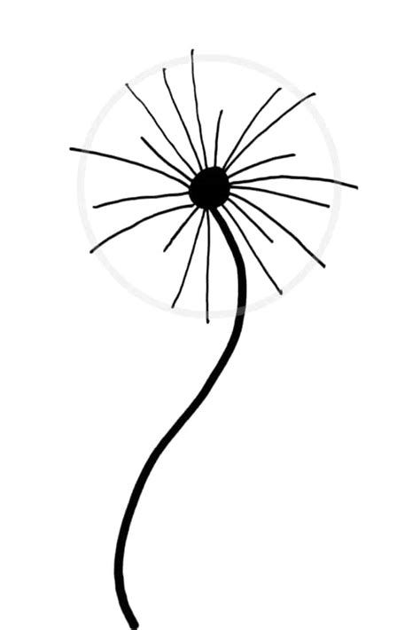 dandelion flower pencil drawing