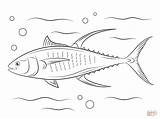 Tuna Atun Pez Pintar Yellowfin Atún Salmon Claro Peces sketch template