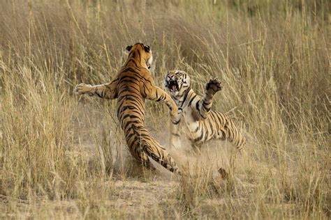 tiger  tiger tiger fight  tigers engage  brutal fight